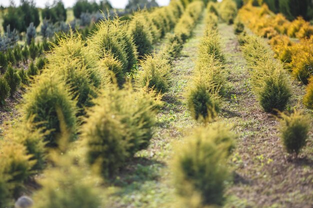 Rijen jonge coniferen in kas met veel planten op plantage