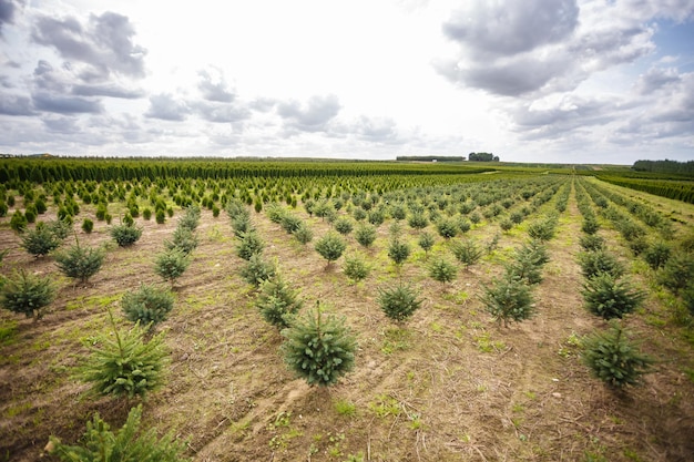 Rijen jonge coniferen in kas met veel planten op plantage