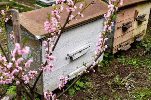 Rijen netelroos onder takken met kersenbloesem. bijenstal in het voorjaar in aperil. honingbijen verzamelen stuifmeel van witte bloemen in de tuin.