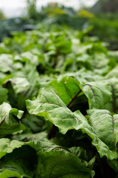 Rijen suikerbieten Groene bladeren