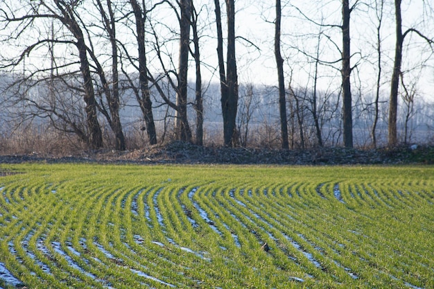Rijen tarwe op een veld in het voorjaar nabij een bosstrook Smeltende sneeuw op een tarweveld Bevochtiging van wintertarwe in de landbouw