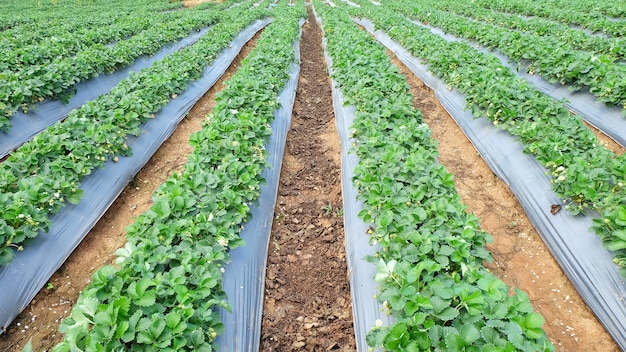 Rijen van Aardbeiinstallaties op een aardbeigebied.