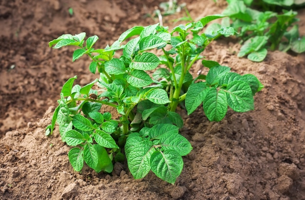 Rijen van groei groene aardappelplant in veld.