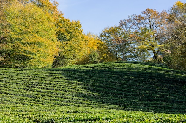 Rijen van groeiende thee op een theeplantage selectieve focus