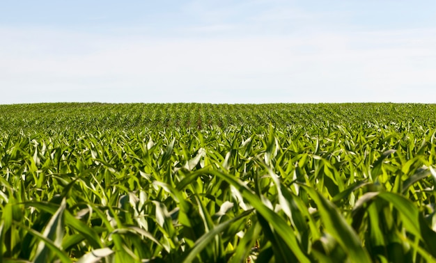 Rijen van groene maïs bij zonnig weer, jonge maïsveld, groene planten verlicht door zonlicht, zoet voedsel maïs op een blauwe hemelachtergrond