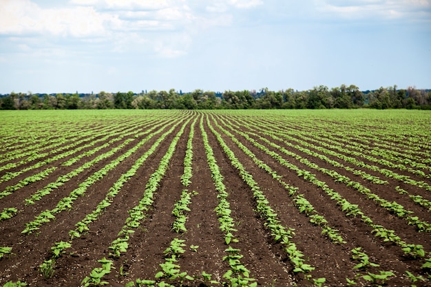 Rijen van jonge zonnebloem veld op zonnige zomerdag