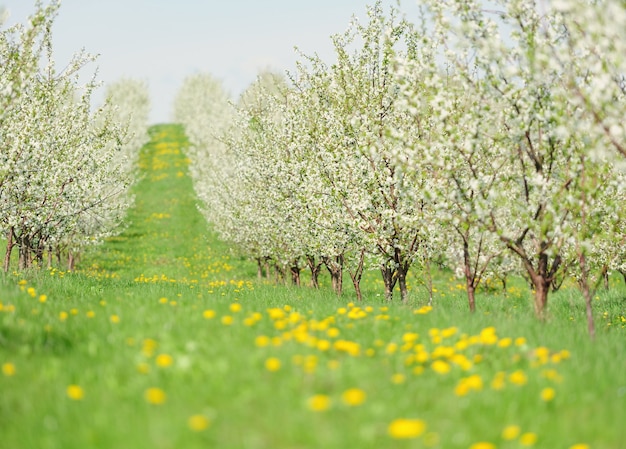 Rijen van prachtig bloeiende kersenbomen op een groen gazon