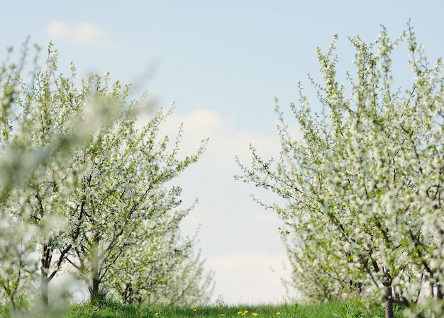 Rijen van prachtig bloeiende kersenbomen op een groen gazon