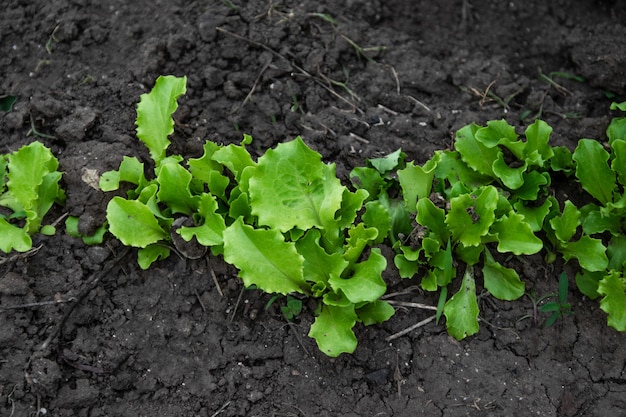 Rijen van verse sla planten op het platteland