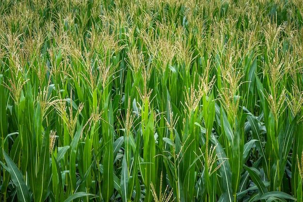 Rijen verse ongeplukte groene bladeren van maïs