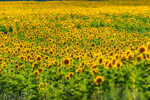 Rijen zonnebloemen in een veld Oekraïne