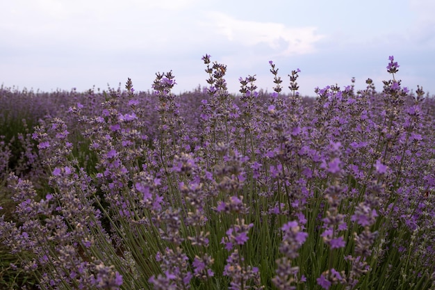 rijk lavendelveld in de Provence bloeiend in de zomer