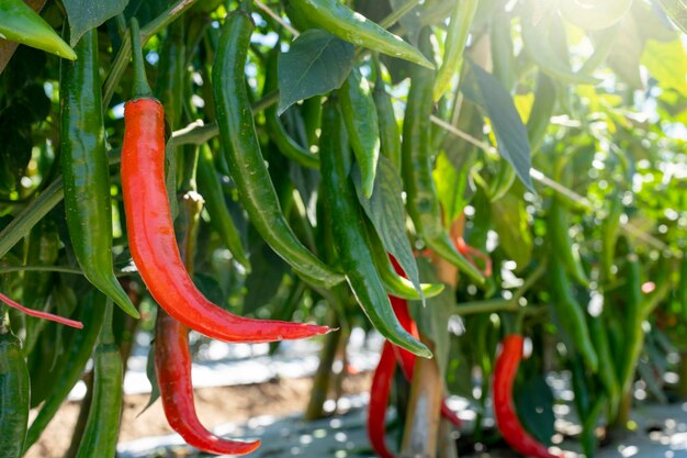 Foto rijke chili op de boom op een zonnige dag