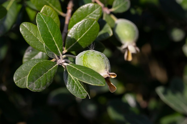 Foto rijke feijoa vruchten op een tak in de tuin lat acca sellowiana