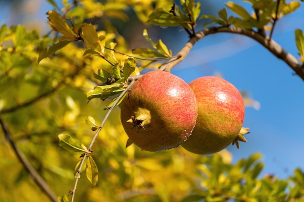 Foto rijke granaatappels op een tak van een boom