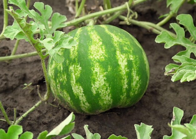 Rijke groene watermeloen op een tuinbed