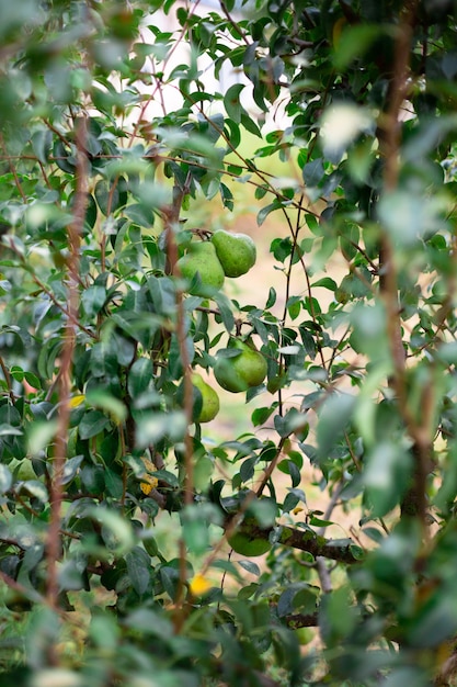 Foto rijke oogst van sappige rijpe peren aan de boom in de tuin