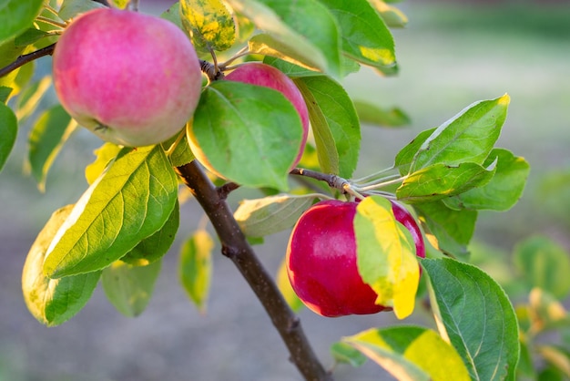 Rijke rode appels groeien op een tak van een appelboom in een boomgaard. Gezonde zoete vruchten groeien.