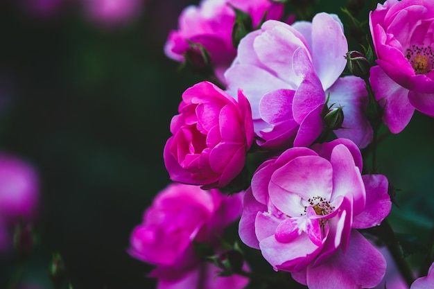 Rijke roze mooie rozen in de zomertuin van de avond - Rosa Angelica, close-up