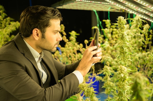 Rijke zakenman in de cannabis business en zijn cannabis boerderij