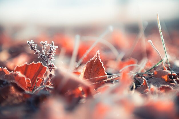 Rijm op de gele herfstbladeren in herfstbos bij zonsopgang. Macrobeeld, ondiepe scherptediepte. Mooie herfst natuur achtergrond