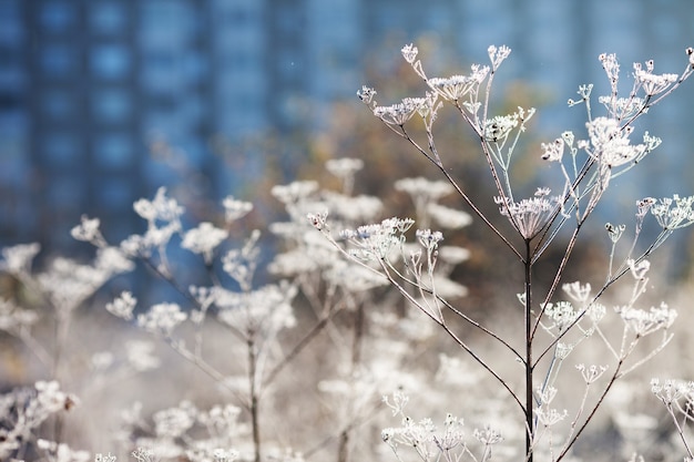 Rijm op droog gras in weide tegen blauwe achtergrond. Met vorst bedekt gras of wilde bloemen. Eerste vorst in de weide van het de herfstplatteland. Winterse achtergrond. Zachte foku's. Ruimte kopiëren