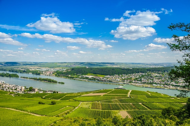 Rijn en groene wijngaarden bij Bingen am Rhein