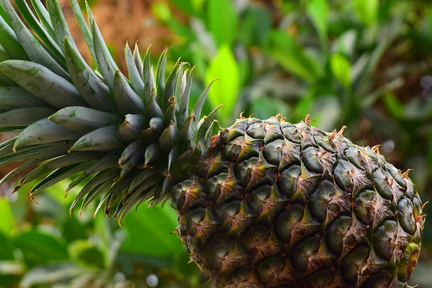 Rijp ananasfruit op een natuurlijke achtergrond