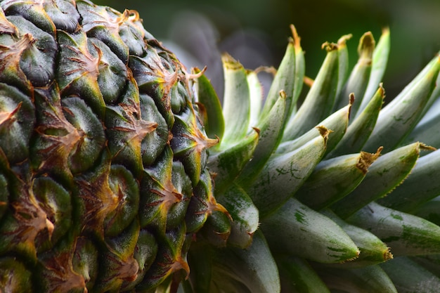 Rijp ananasfruit op een natuurlijke achtergrond