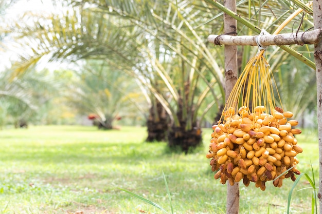 Rijp dadelpalmfruit met takken op dadelpalm