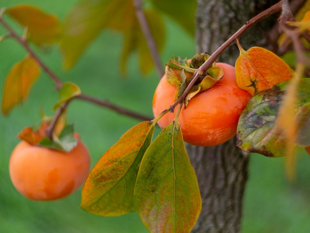 Rijp dadelpruimfruit Diospyros op een boom in de late herfst in Griekenland