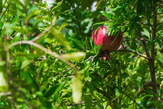 Rijp en klein granaatappelfruit op boomtak