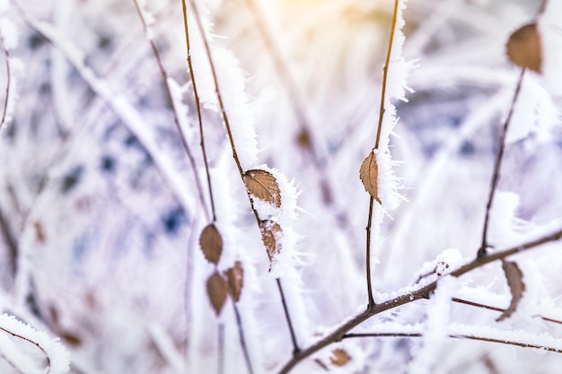 Rijp en sneeuw op de bomen in het winterbos. Prachtige winterse natuur. Zachte focus