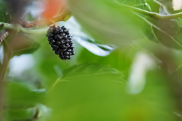 Rijp en vers fruit van zwarte moerbei gerijpt op een boomtak.