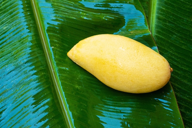 Rijp geel mangofruit op een nat banaanblad. Natuurlijk eten