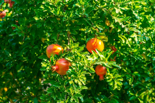 Rijp granaatappelfruit op boomtak. Natuur, eten