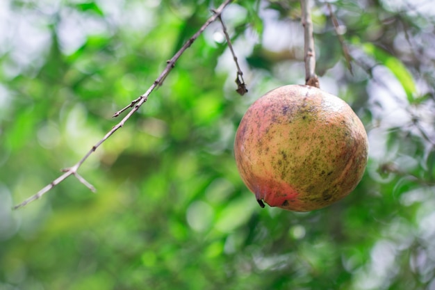 Rijp granaatappelfruit op boomtak