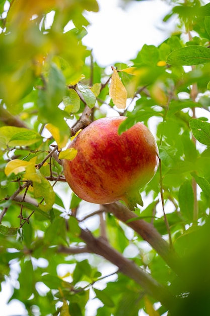 Rijp granaatappelfruit op boomtak