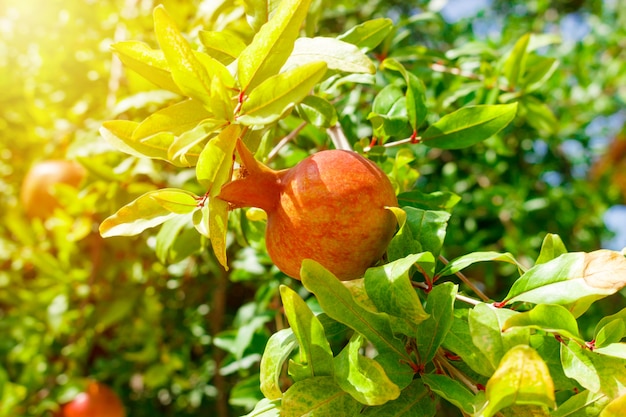 Rijp kleurrijk granaatappelfruit op boomtak.