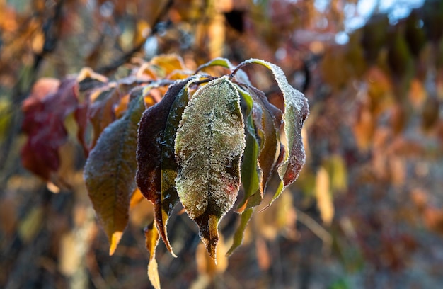 Rijp op de bladeren. Eerste herfstvorst