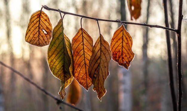 Rijp op de bladeren. Eerste herfstvorst