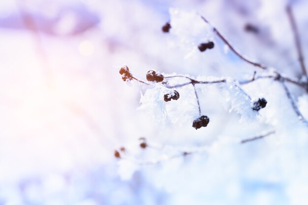 Rijp op de planten in het winterbos. Mooie winterse achtergrond