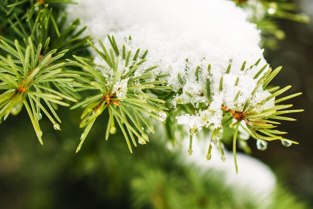 Rijp op dennenboombladeren in het sneeuwen in de wintertuin Bevroren sparren met sneeuwvlokkenachtergrond