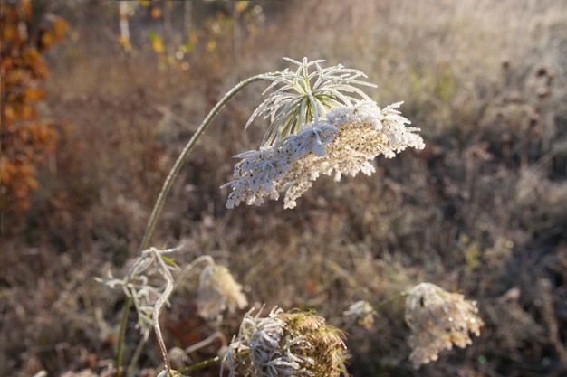 Rijp op droog gras in weide. Vorst bedekt gras of wilde bloemen. Eerste vorst in de herfst platteland weide.