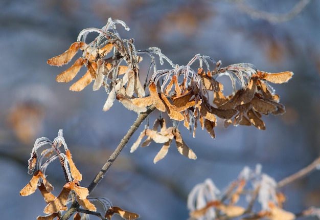 Rijp op een plant Winter zonnige ijzige ochtend IJskristallen sieren het hele gebied