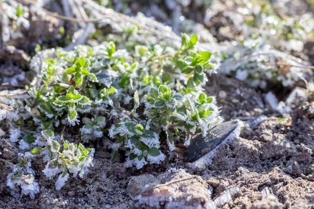 Rijp op groene bladeren van grasclose-up