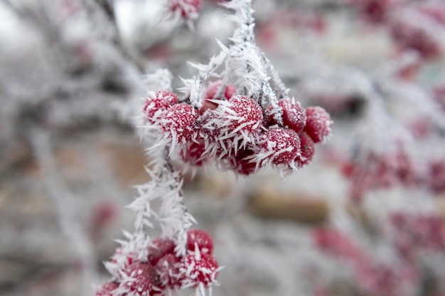 Rijp op ijskristallen van rode viburnum