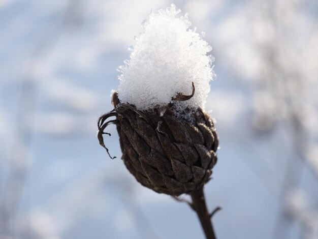 rijp op planten in een besneeuwde weide