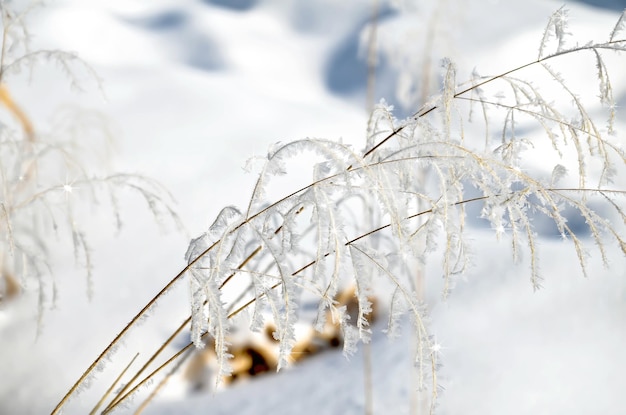 Rijp op takken van gras op een achtergrond van sneeuw