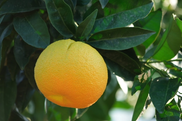 Rijp oranje fruit groeit op boom.